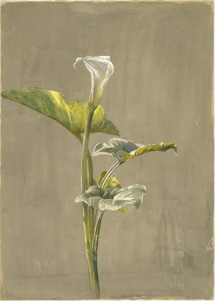 Detail of Calla Lily, 1875 by Fidelia Bridges