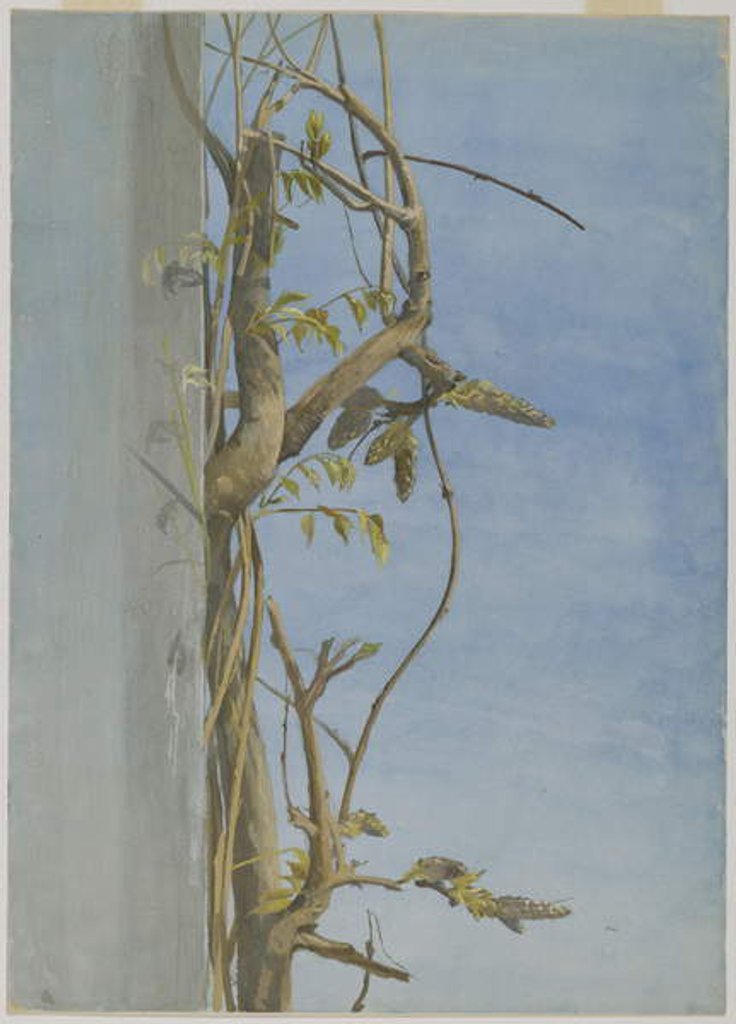 Detail of Wisteria on a Wall by Fidelia Bridges