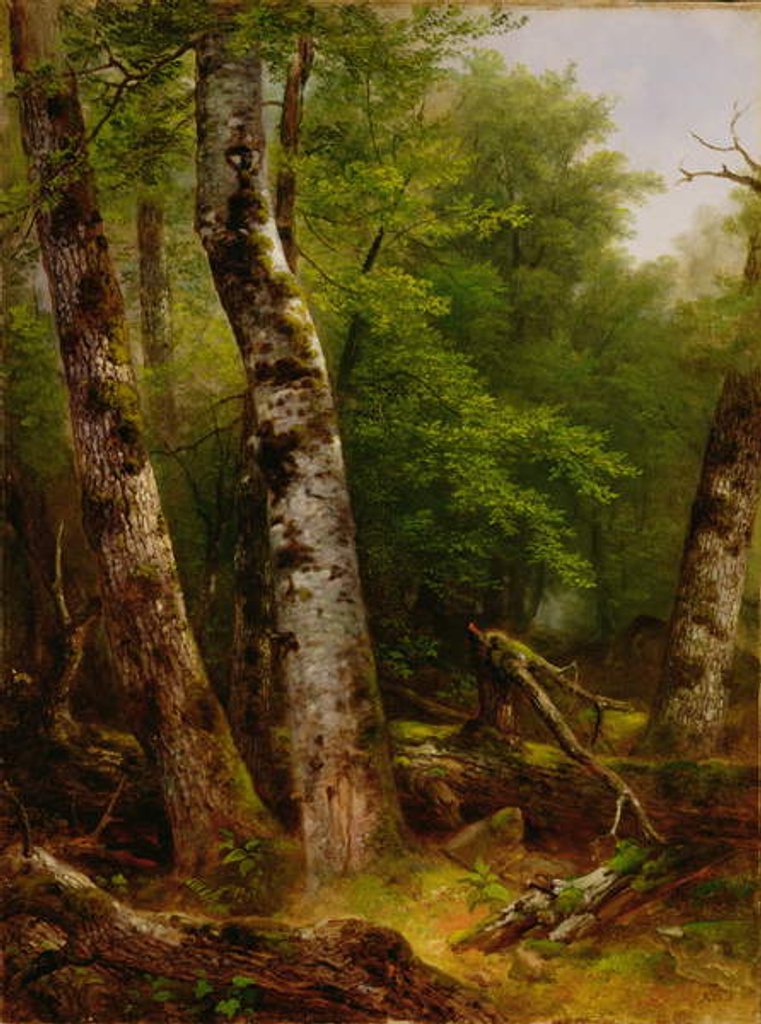 Detail of Birch and Maples, 1855 by Asher Brown Durand