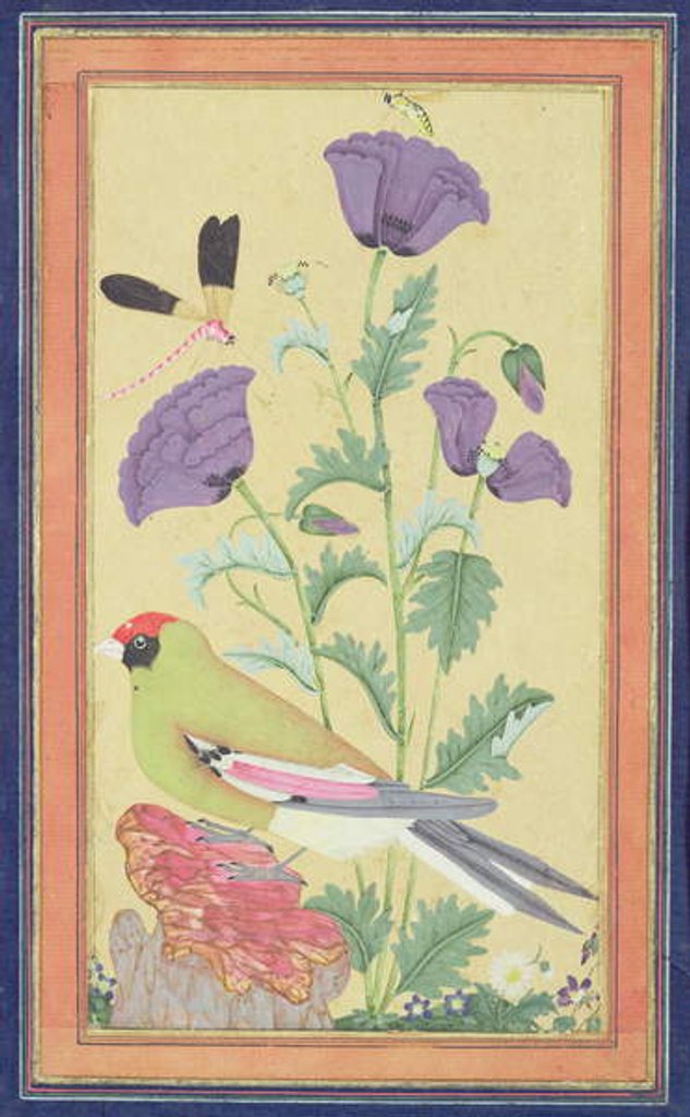 Detail of Finch, Poppies, Dragonfly and Bee, c.1650-70 by Indian School