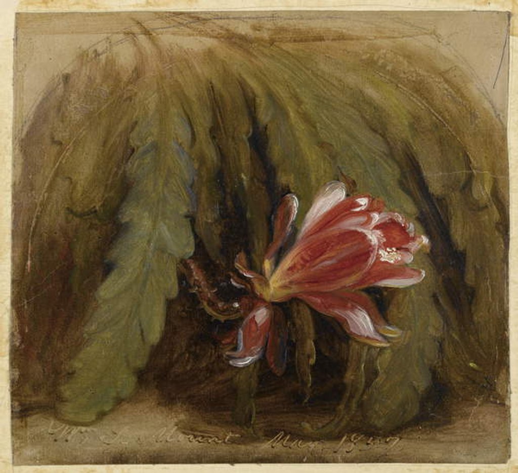 Detail of Cactus in Blossom, 1857 by William Sidney Mount
