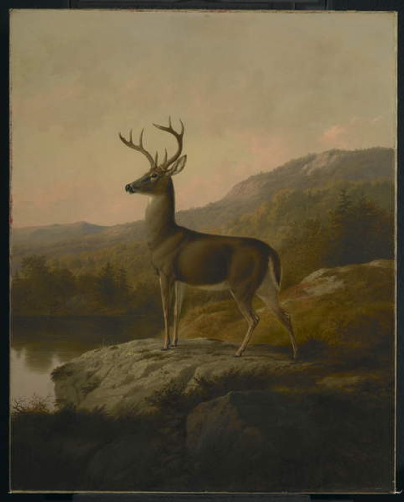 Detail of Deer, 1855 by Thomas Hewes Hinckley