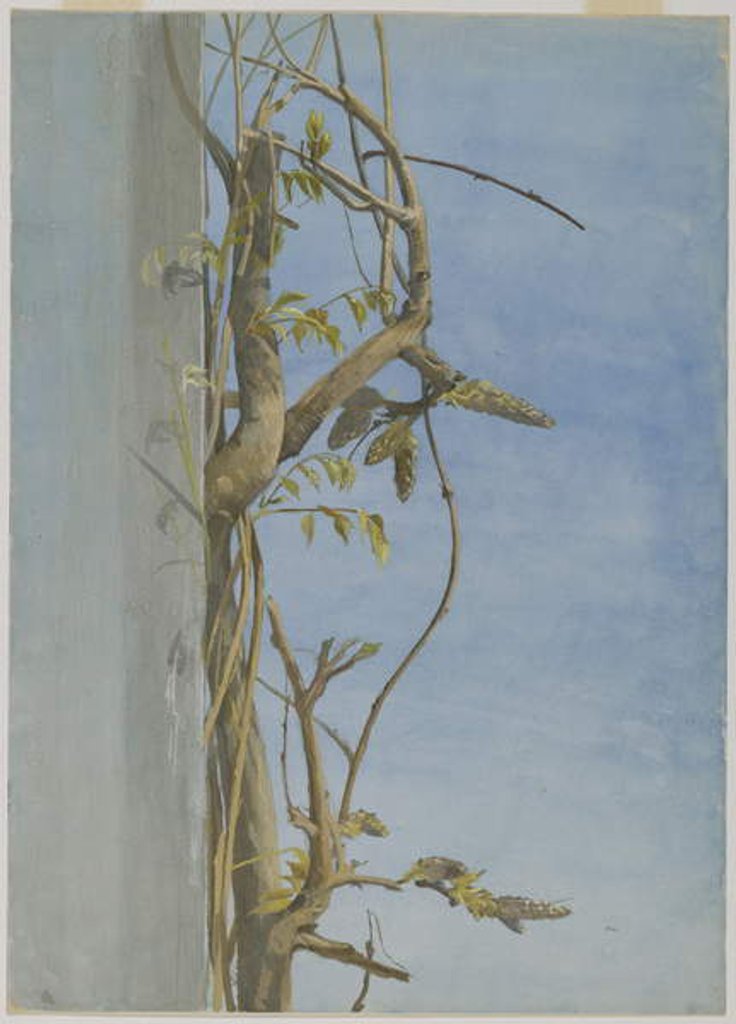 Detail of Wisteria on a Wall, 1870s by Fidelia Bridges