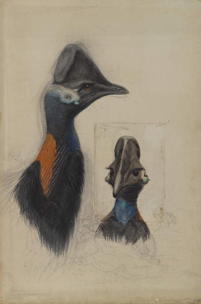Detail of Casuarius Westerman, 1873 by John Gould