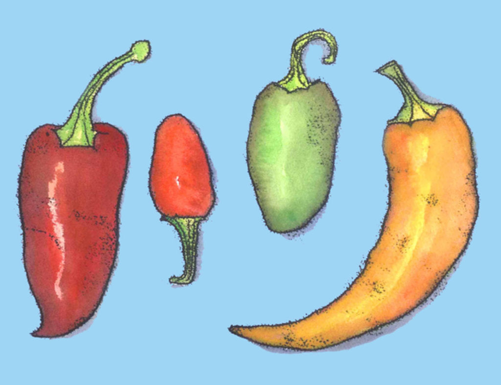 Detail of Chilli peppers, 2013 by Sarah Thompson-Engels
