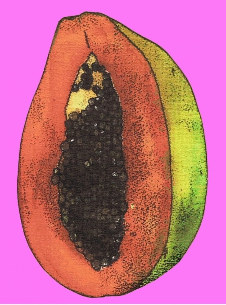 Detail of Papaya, 2008 by Sarah Thompson-Engels