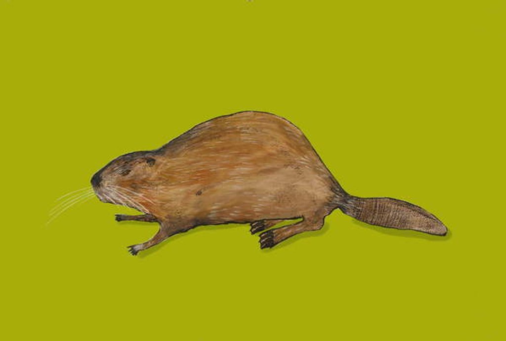 Detail of Beaver, 2014 by Sarah Thompson-Engels
