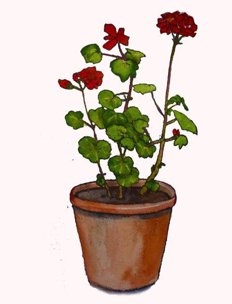 Detail of Geraniums in a flowerpot, 2019 by Sarah Thompson-Engels