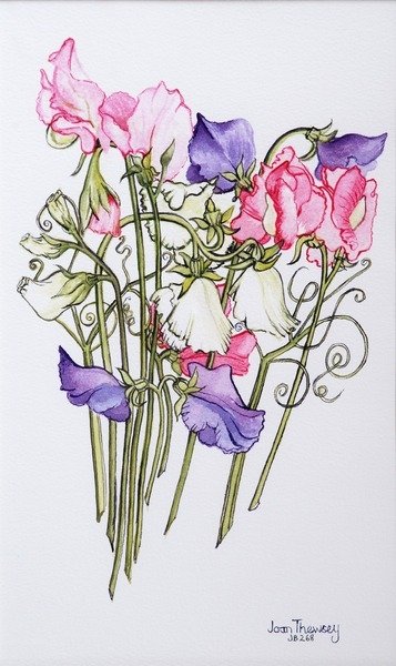 Detail of Ten Sweet Peas with Tendrils, 2012 by Joan Thewsey