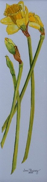 Detail of Four Daffodil Stems, 2011 by Joan Thewsey