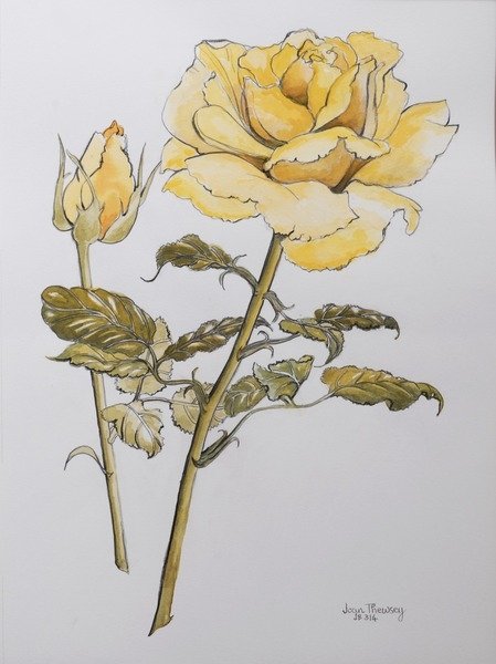 Detail of Yellow Rose with Leaves with Bud, 2012 by Joan Thewsey