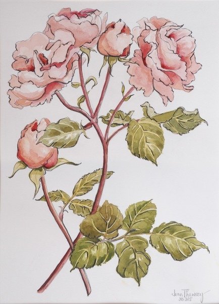 Detail of Roses,Abraham Darby, 2012 by Joan Thewsey