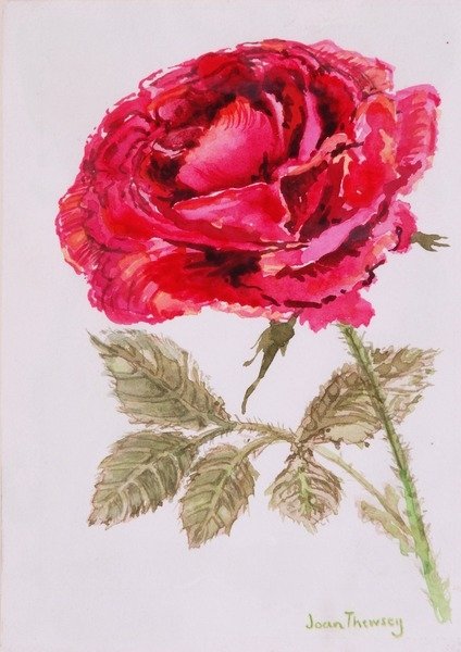 Detail of A Red Rose, 2000 by Joan Thewsey