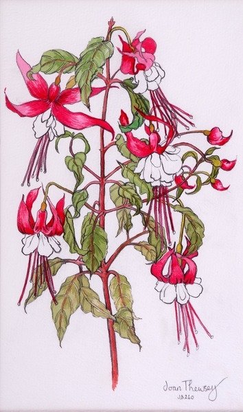 Detail of Fuchsias, 2000 by Joan Thewsey