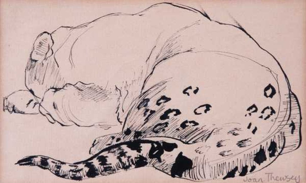 Detail of Sketch,Leopard,London Zoo, 2005 by Joan Thewsey
