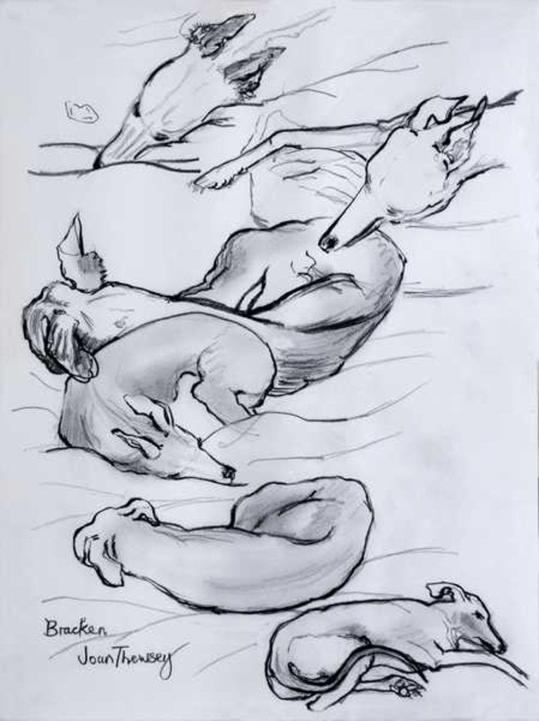 Detail of Bracken, the whippet, 2000 by Joan Thewsey