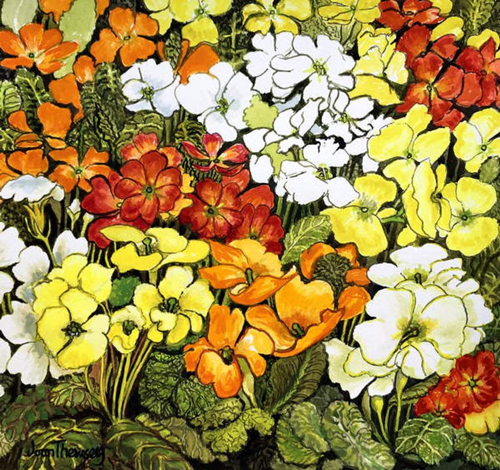 Detail of Primrose Border, white, yellow, orange and red primroses by Joan Thewsey