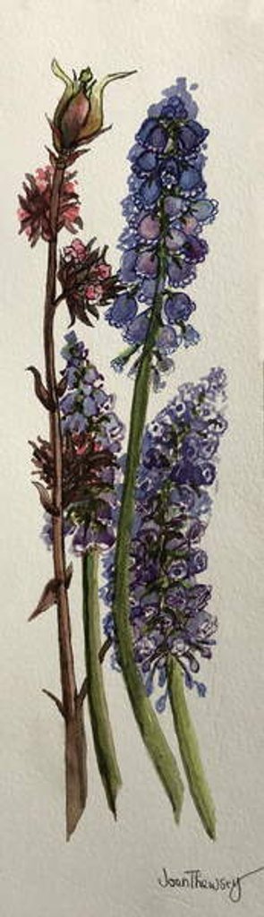Detail of Muscari and Viburnum bodnantense by Joan Thewsey