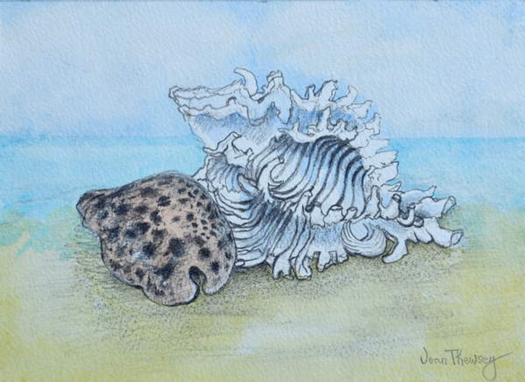Detail of Two Seashells by Joan Thewsey