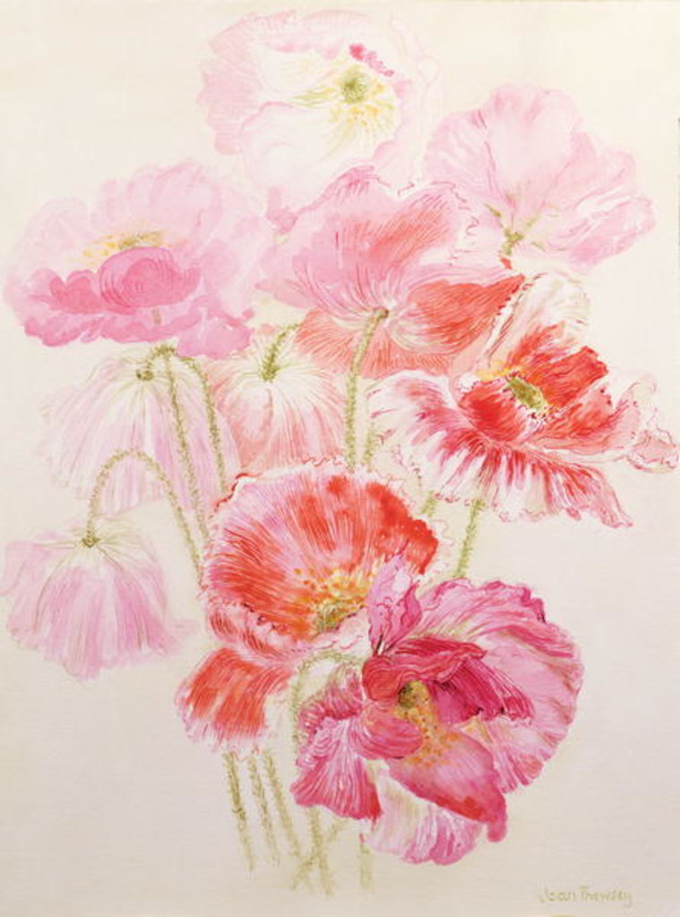 Detail of Shirley Poppies by Joan Thewsey