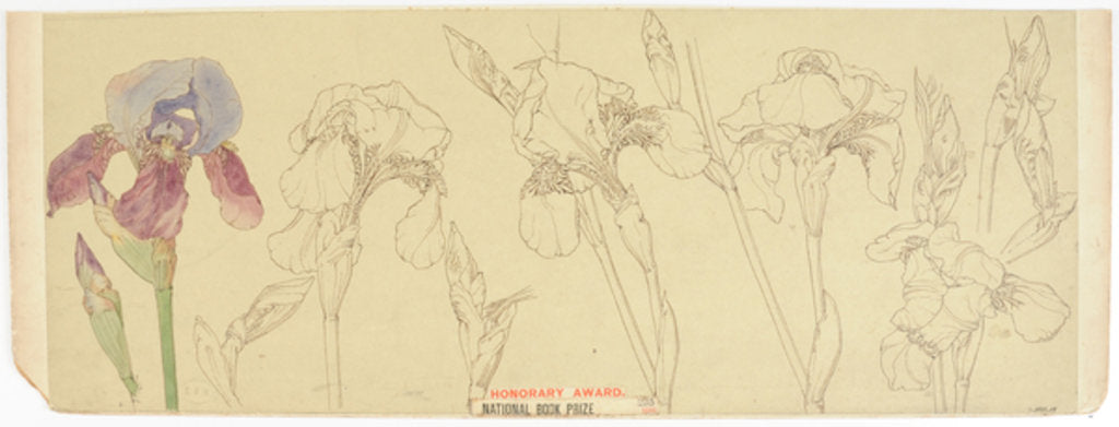 Detail of Botanical Studies, 1900-30 by James Atherton