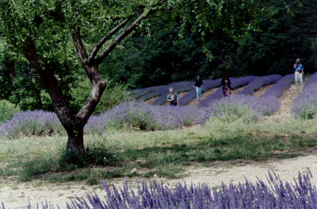 Detail of Tree in Lavender Field, in the Grounds of Abbaye Senanque, Provence, France, 1999 by Trevor Neal