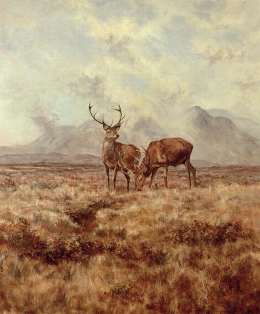 Detail of Red Stags, Ben Buie, 1982 by Tim Scott Bolton