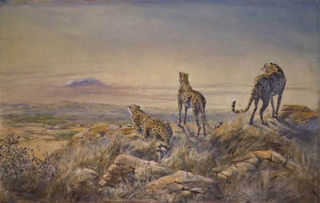 Detail of Cheetah with Kilimanjaro in the background, 1991 by Tim Scott Bolton