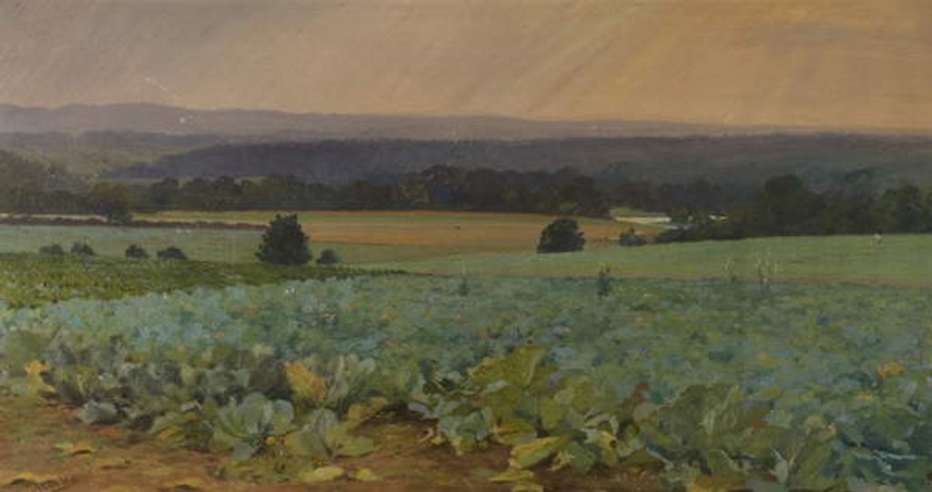 Detail of Turnip Field by William Cosens Way