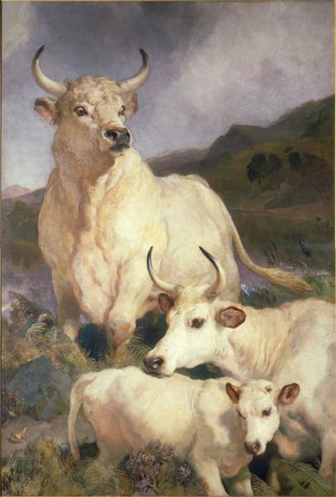 Detail of Wild Cattle of Chillingham, Northumberland, c.1867 by Edwin Landseer