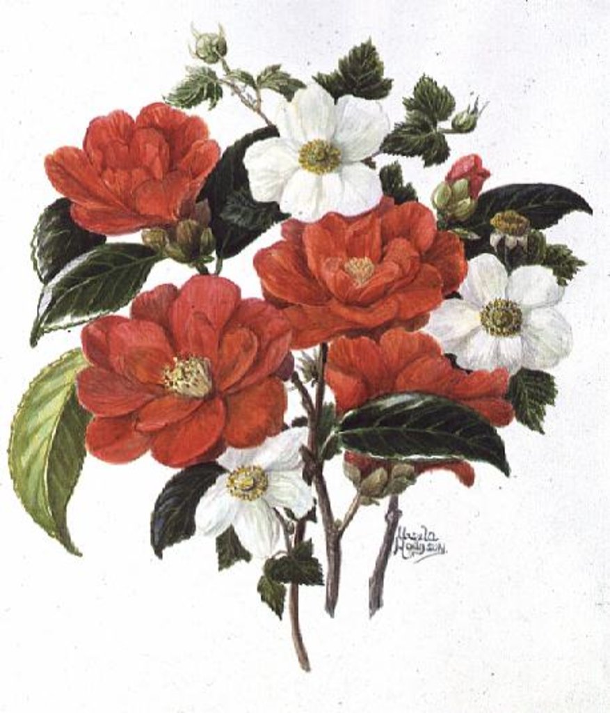 Detail of Camellia Adolf Audusson by Ursula Hodgson