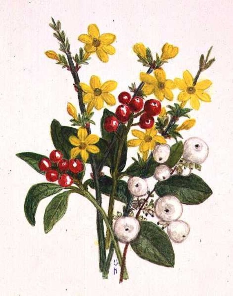 Detail of Snowberries, Dogwood and Jasmine by Ursula Hodgson