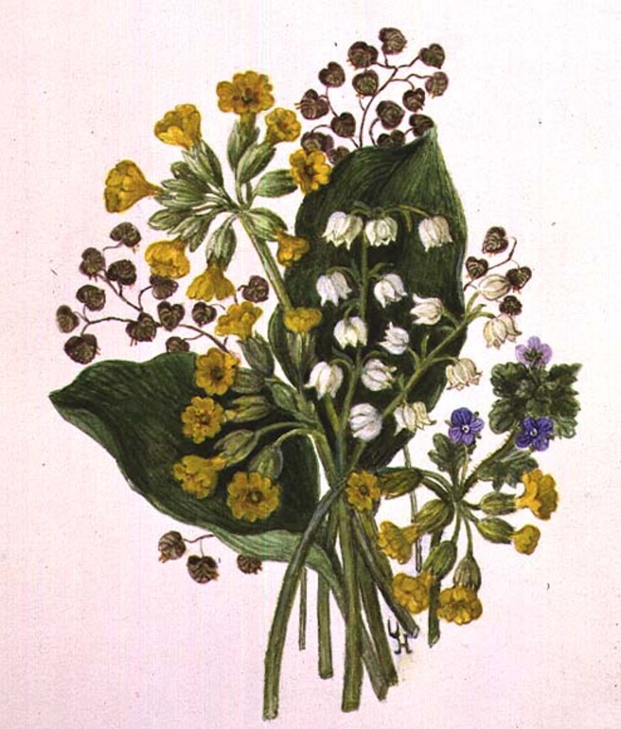Detail of Lily of the Valley and Cowslips by Ursula Hodgson