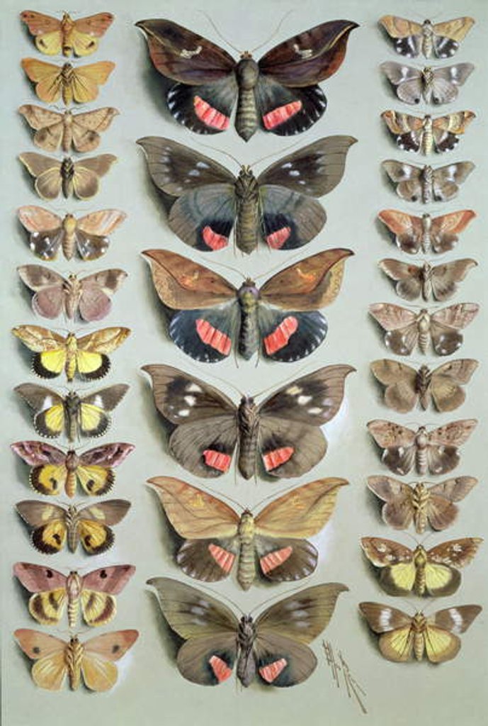Detail of Papuan Moths, 1917-18 by Marian Ellis Rowan