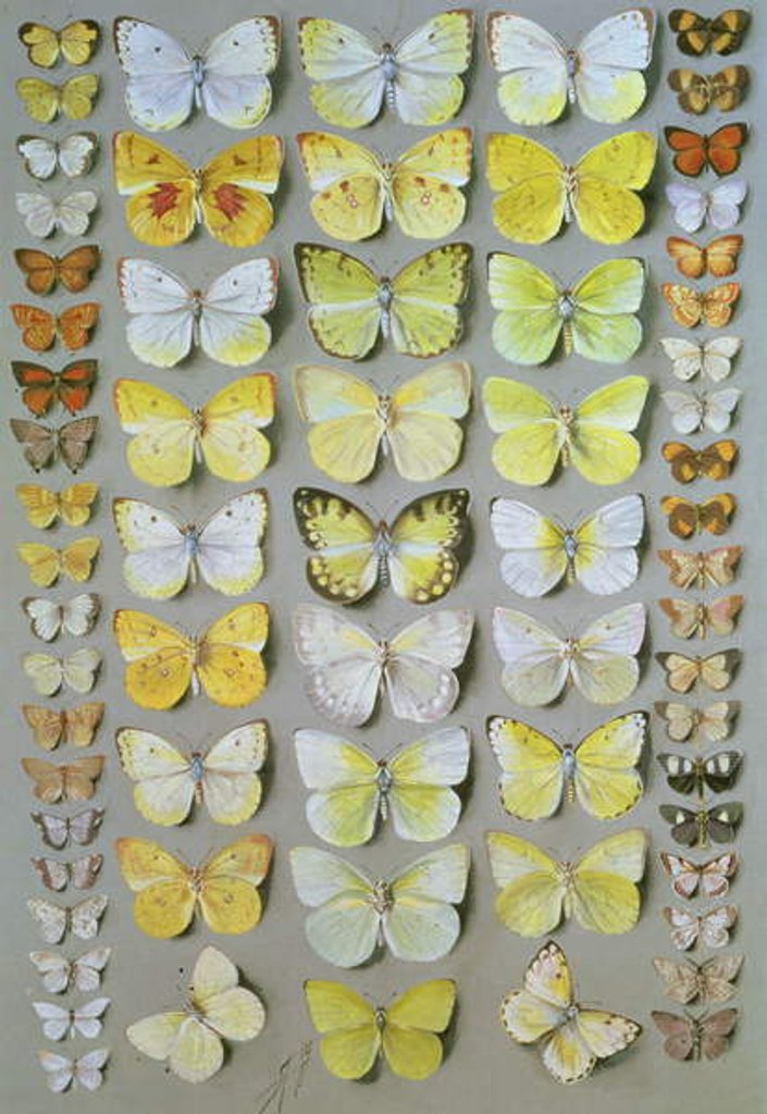 Detail of Papuan Butterflies 1, 1917-18 by Marian Ellis Rowan