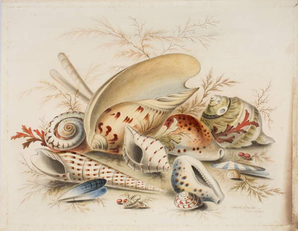 Detail of Study of Sea Shells, 1876 by Joseph Smith