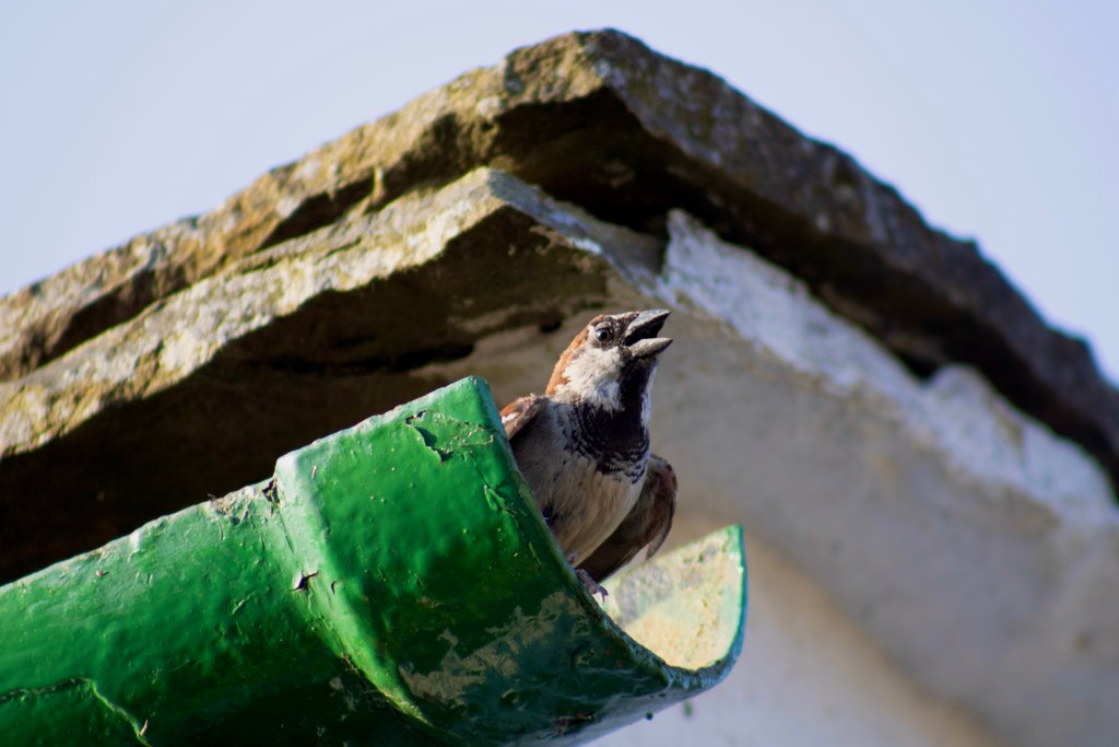 Detail of Chirpy chappie by Chris Allen