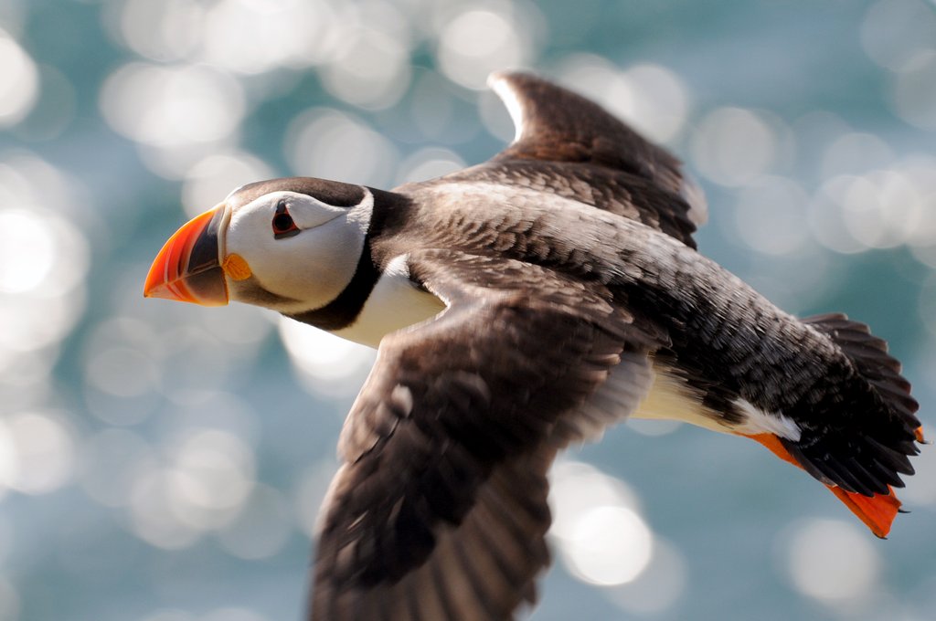 Detail of Puffin by Dave Kneale