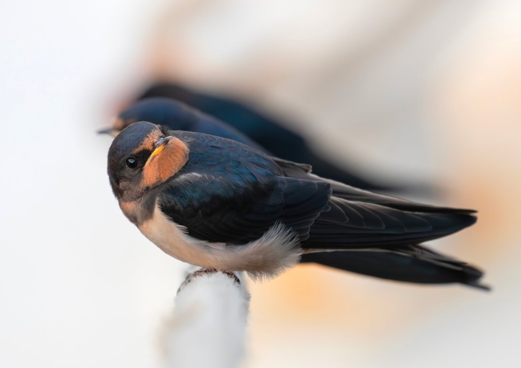 Detail of Swallows and fishing boats by Paul Quellin