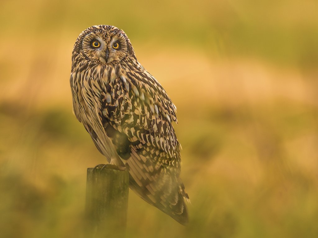 Detail of Short-eared Owl resting by Pawel Garczynski