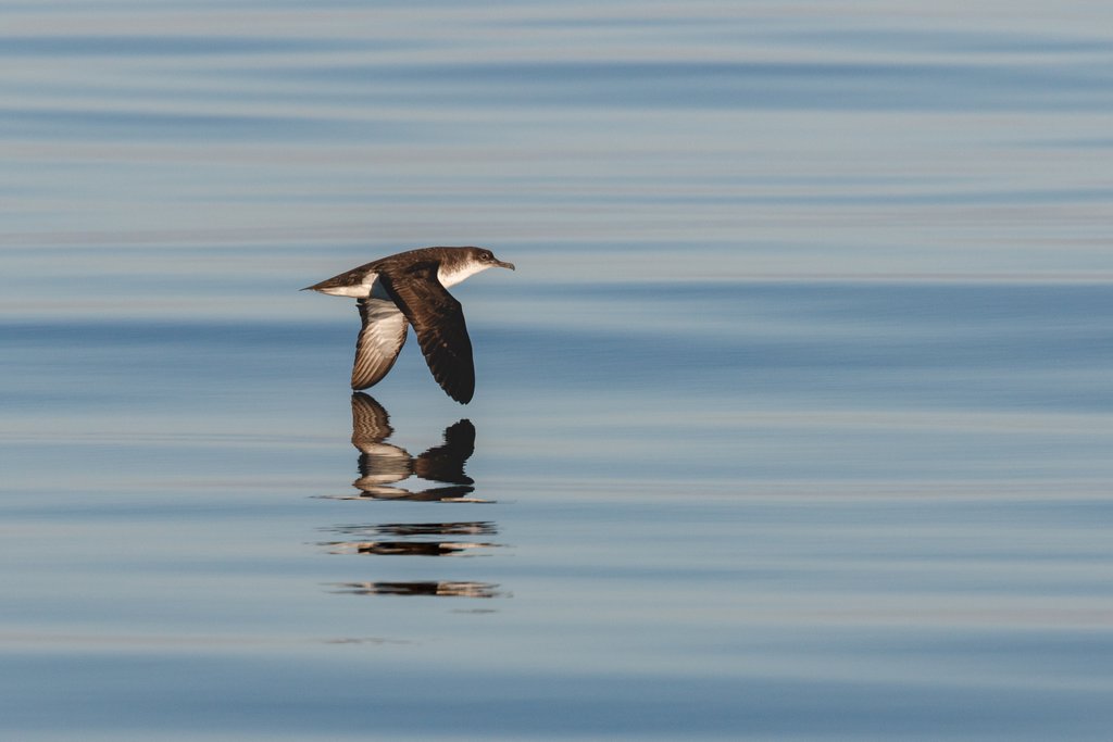Detail of A Manx Shearwater by Lara Howe