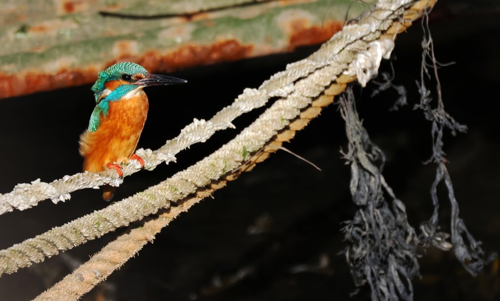 Detail of Kingfisher by Shelly Kilpatrick