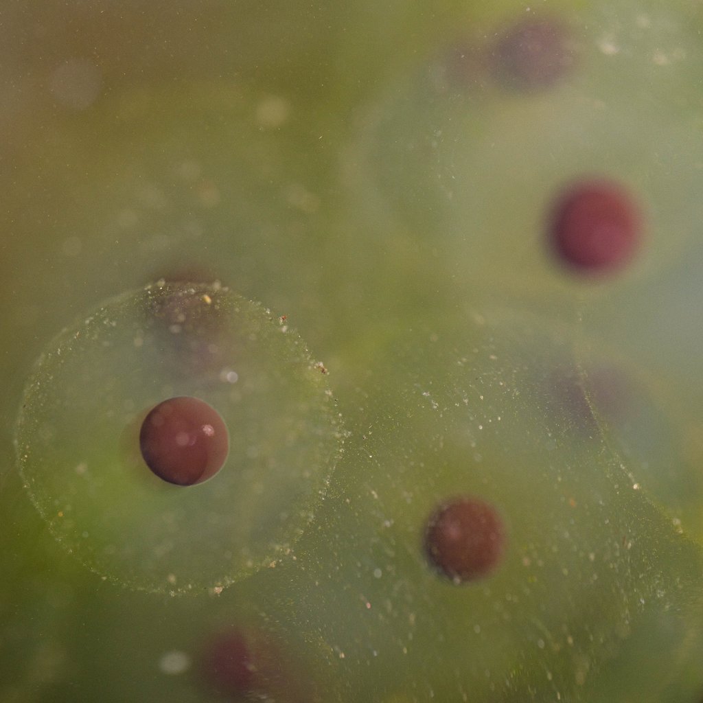 Detail of Frog spawn by Chris Hunt