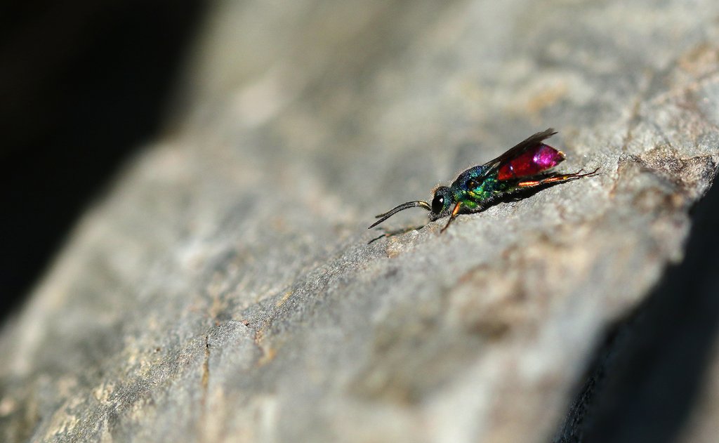 Detail of Ruby-tailed Wasp by Chris Kilpatrick
