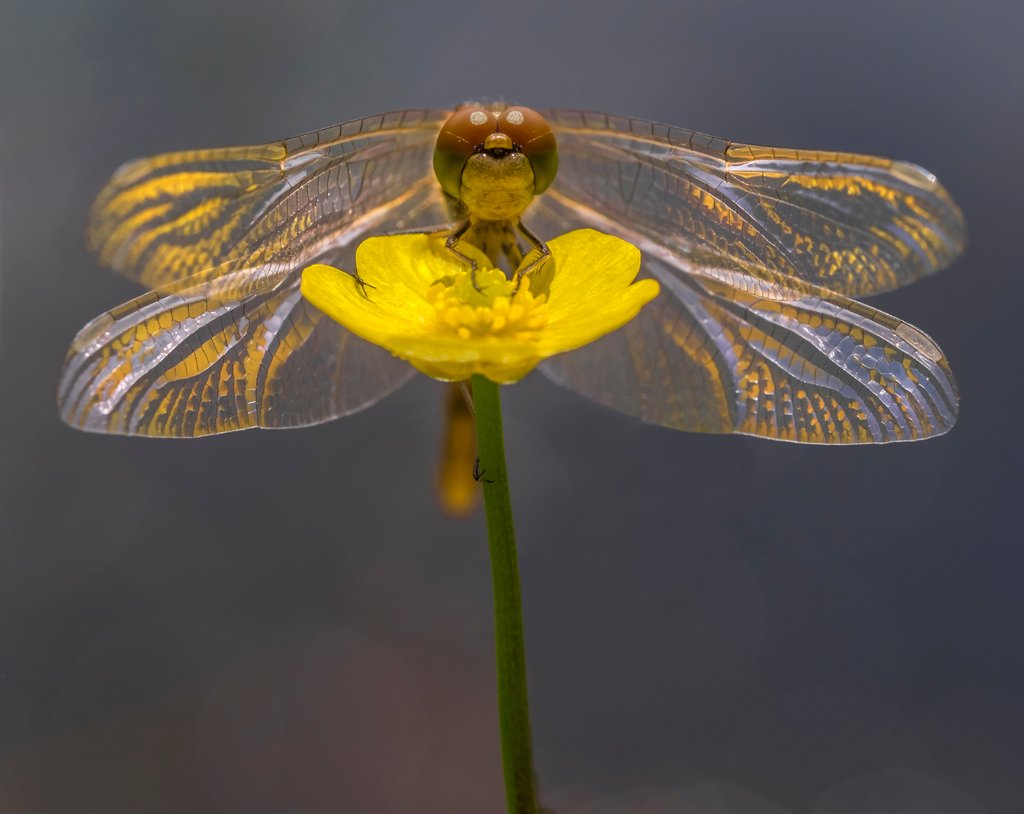 Detail of Mellow yellow by Dave Salter