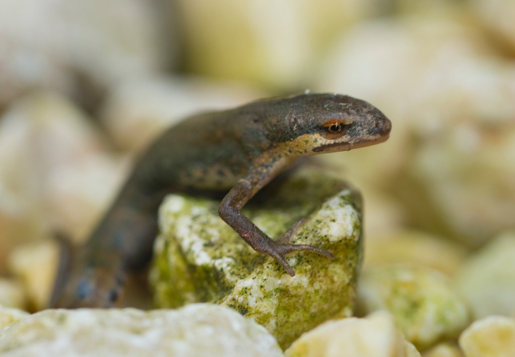 Detail of Palmate Newt by Jiri Podobsky