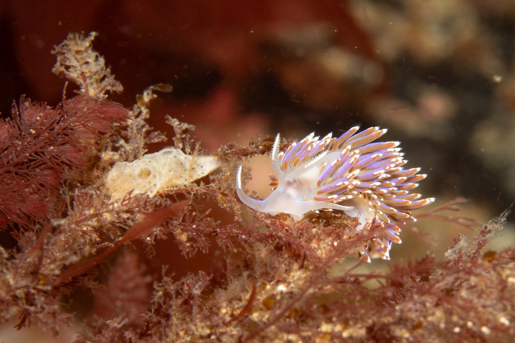 Detail of A showy sea slug by Lara Howe