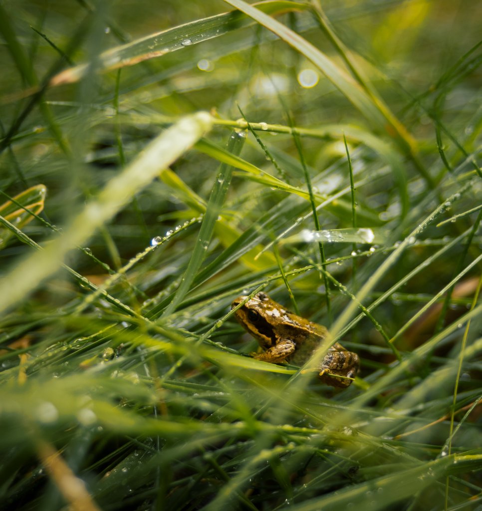 Detail of The Frog in the grass by Lewis Withington