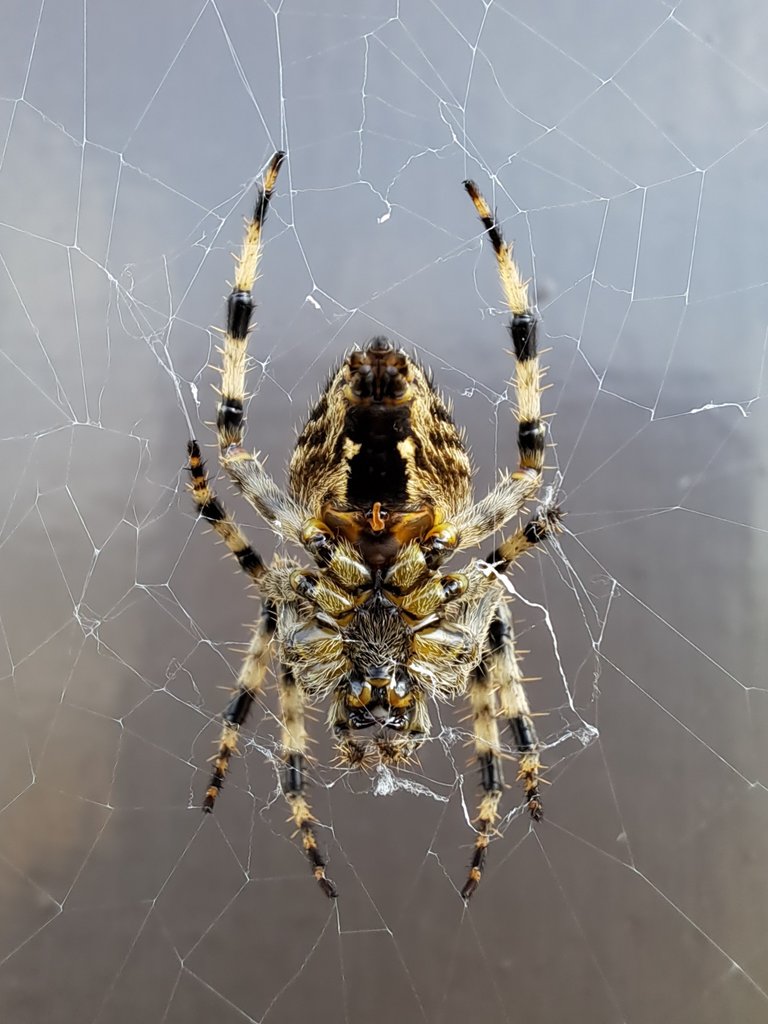 Detail of Orb Weaver, Brandywell Marshall’s Hut by Molly Kennedy
