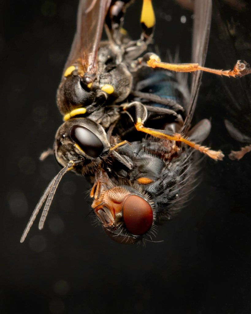 Detail of Kiss of death by Paul Quellin